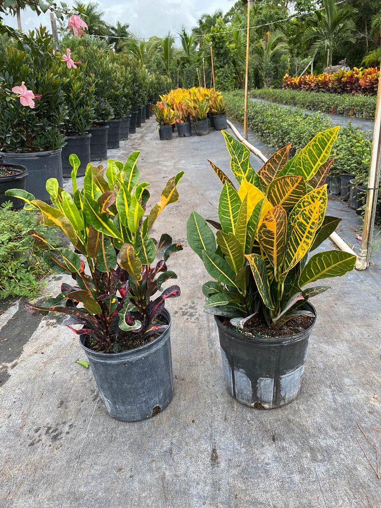 codiaeum-variegatum-croton