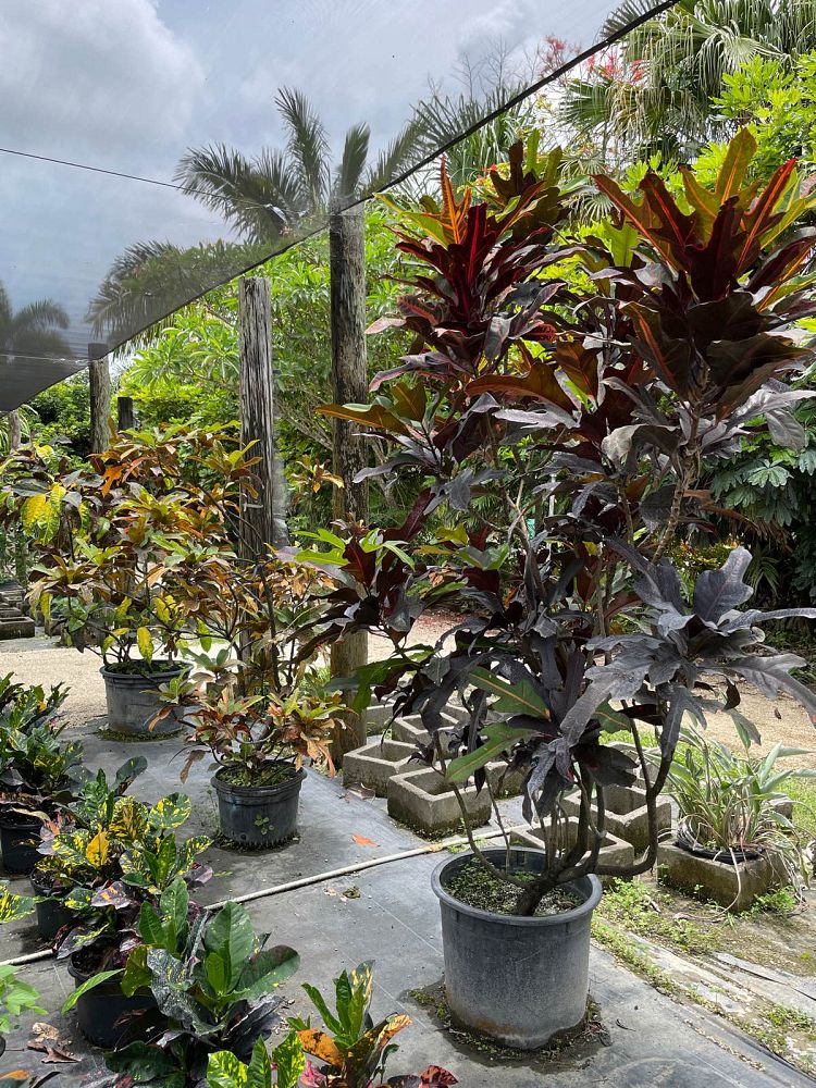 codiaeum-variegatum-croton