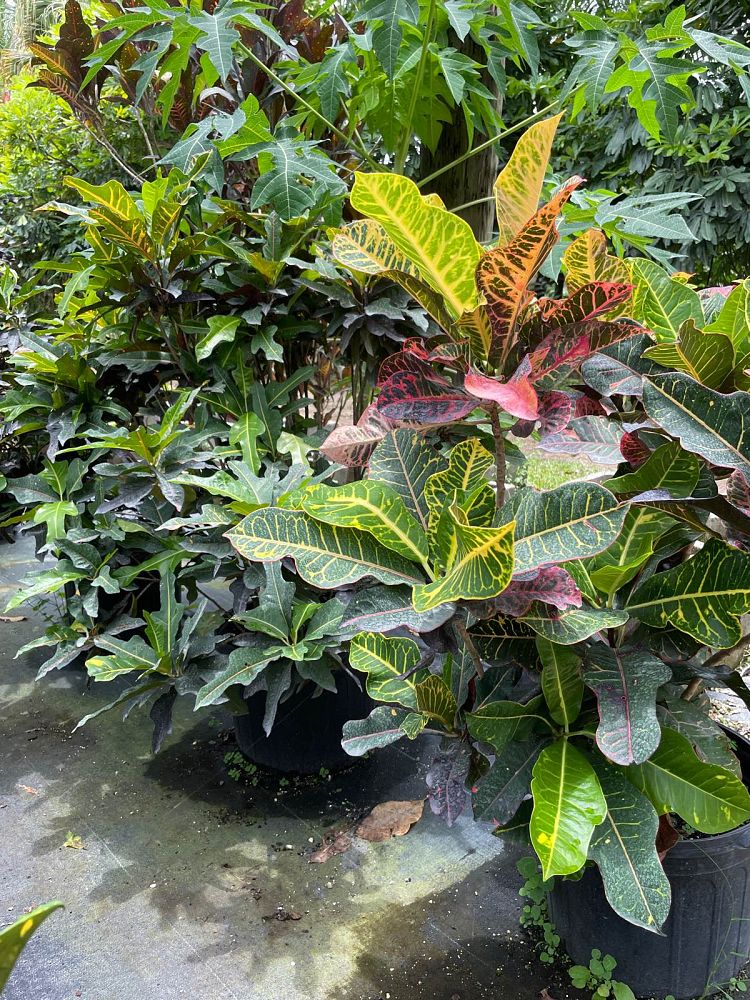 codiaeum-variegatum-croton