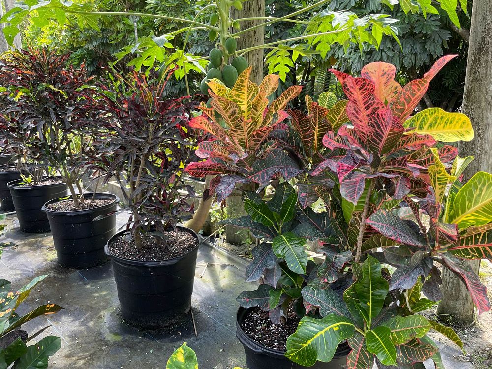 codiaeum-variegatum-croton