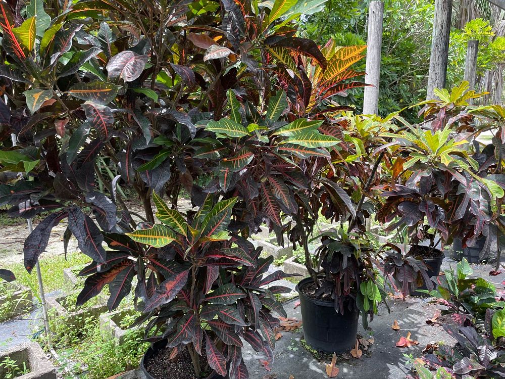 codiaeum-variegatum-croton