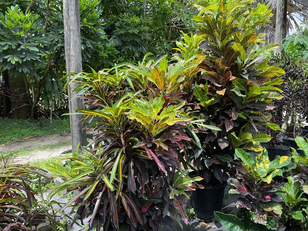 codiaeum-variegatum-croton