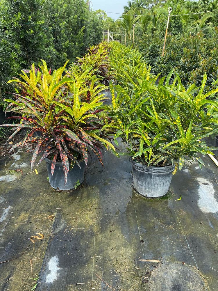 codiaeum-variegatum-croton