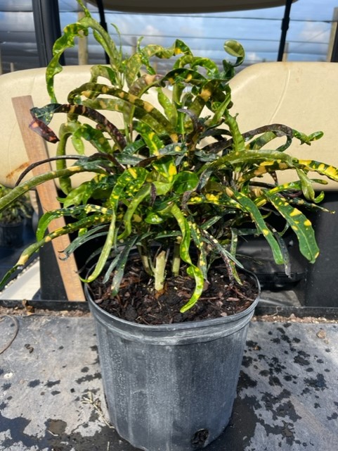 codiaeum-variegatum-croton