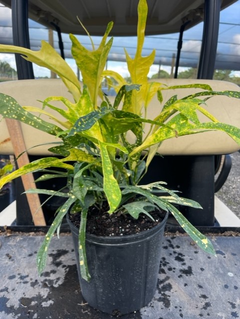 codiaeum-variegatum-croton