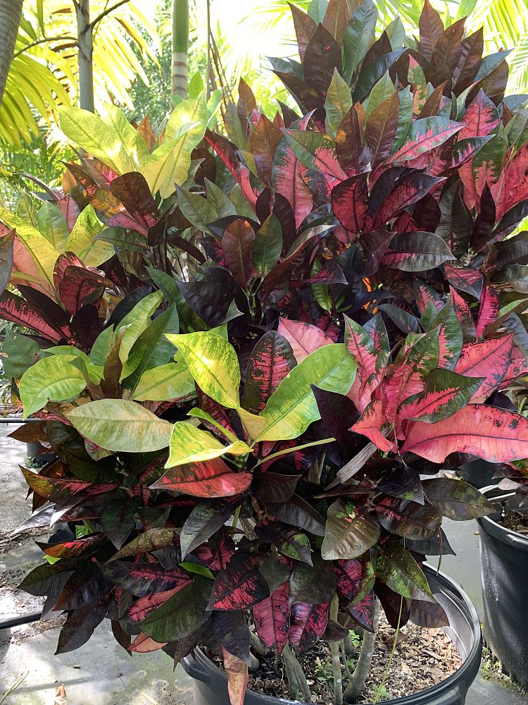 codiaeum-variegatum-croton