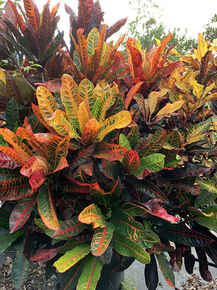 codiaeum-variegatum-croton