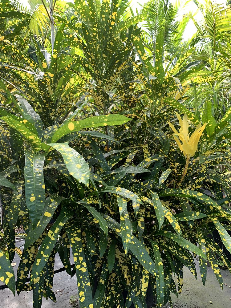 codiaeum-variegatum-croton