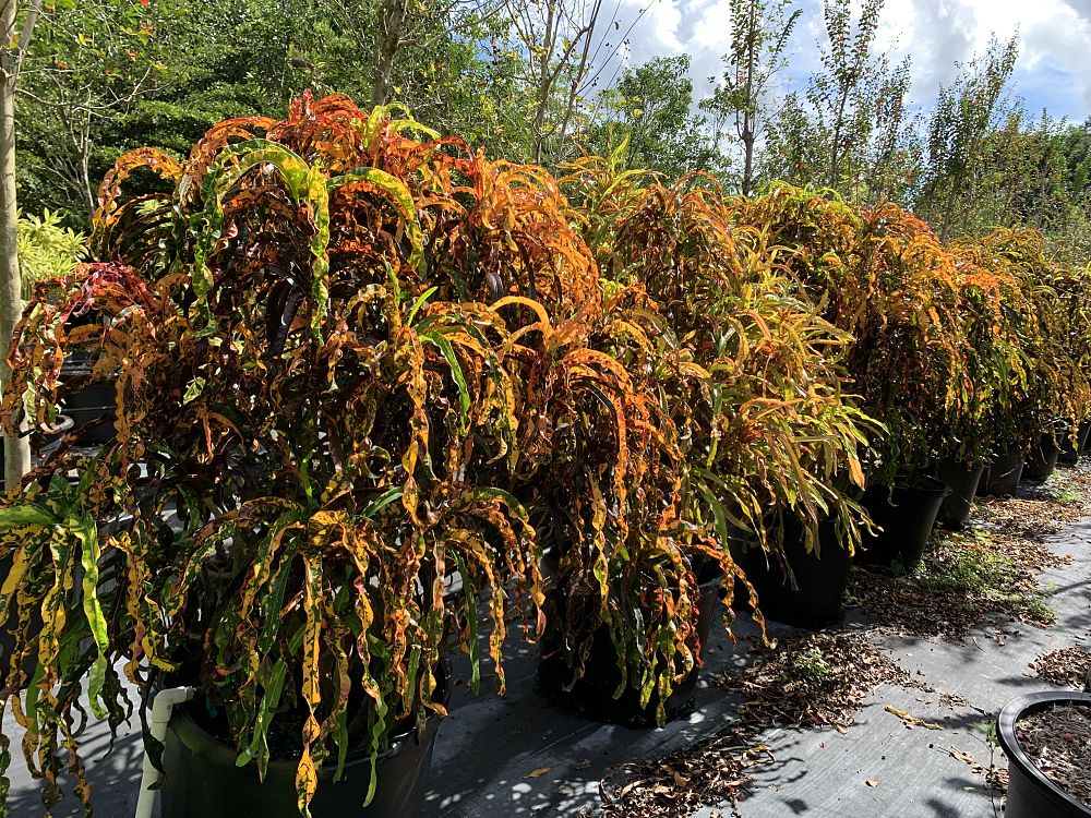 codiaeum-variegatum-croton