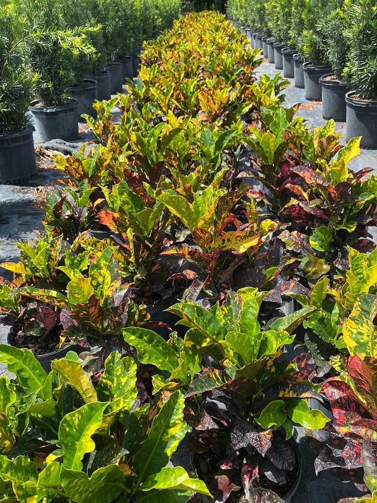 codiaeum-variegatum-croton