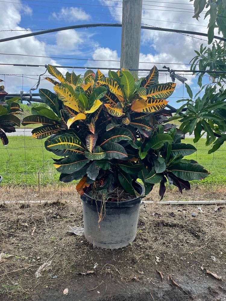 codiaeum-variegatum-croton