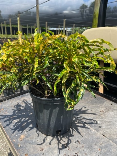 codiaeum-variegatum-croton