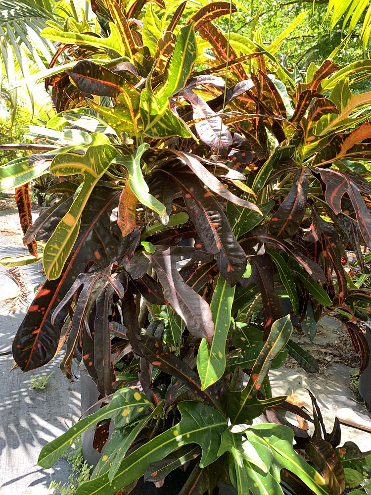 codiaeum-variegatum-croton
