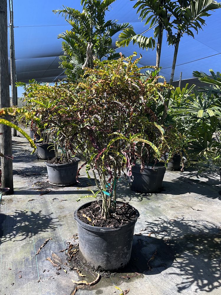 codiaeum-variegatum-croton