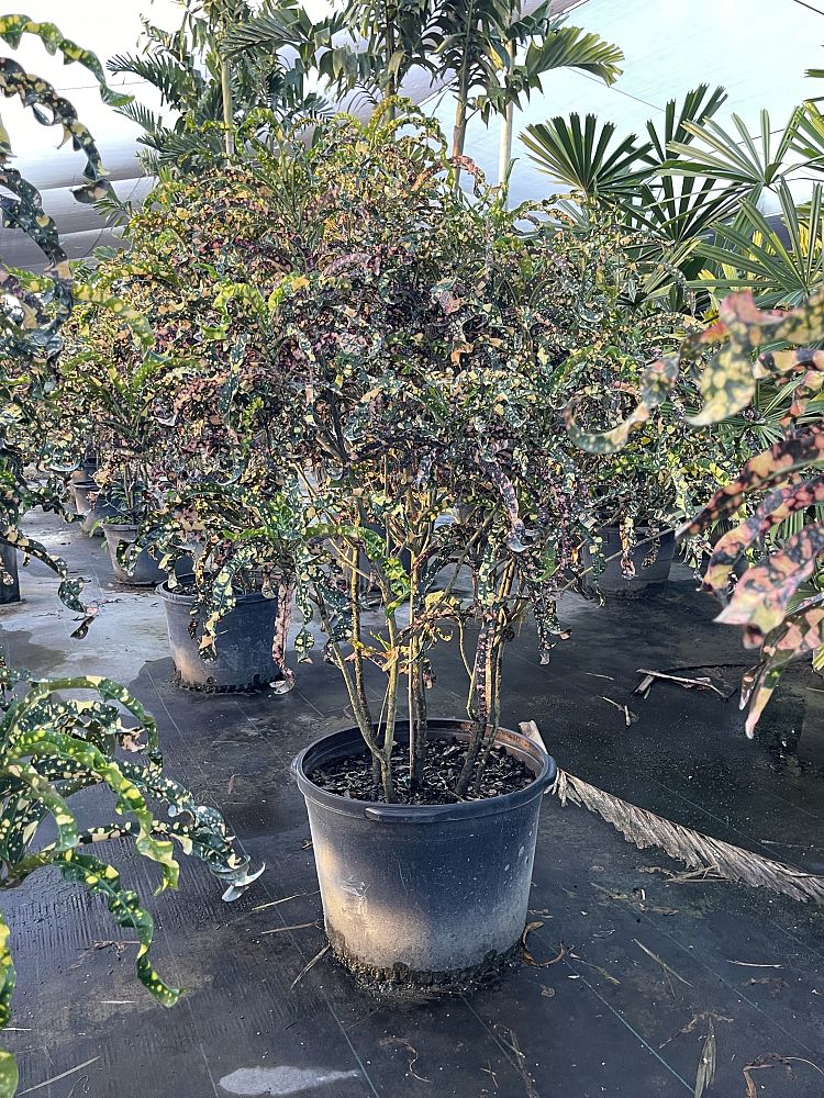 codiaeum-variegatum-croton