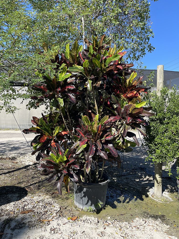 codiaeum-variegatum-croton