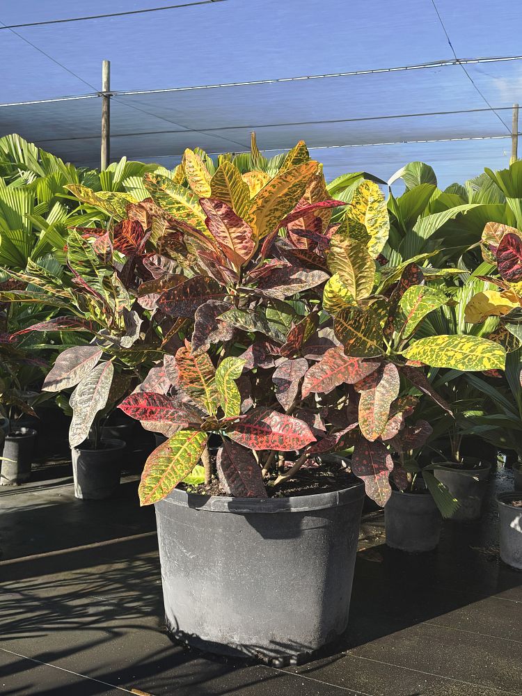 codiaeum-variegatum-croton