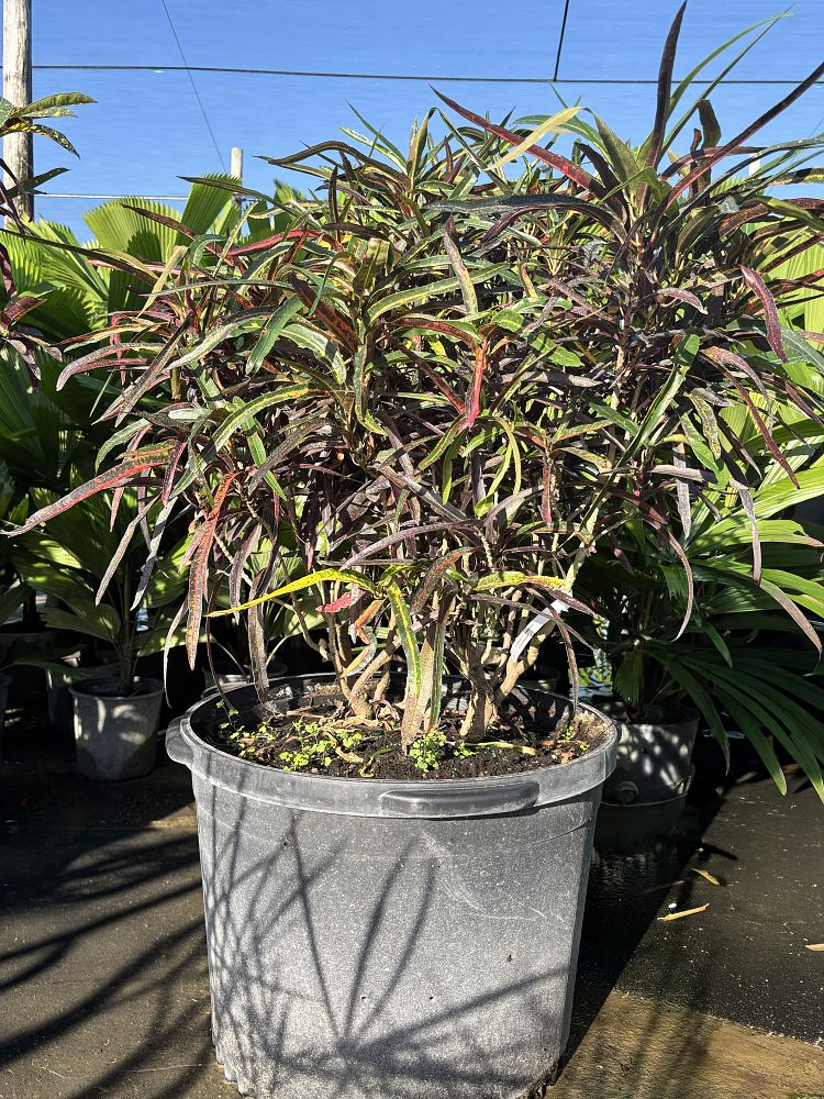 codiaeum-variegatum-croton