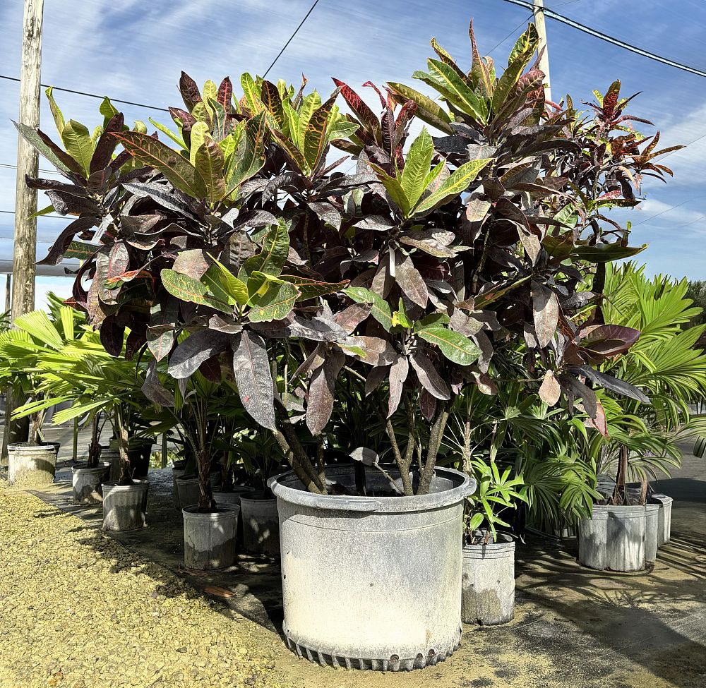 codiaeum-variegatum-croton
