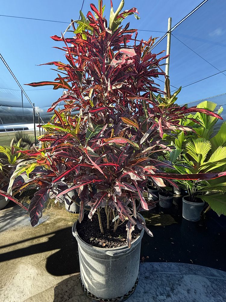codiaeum-variegatum-croton