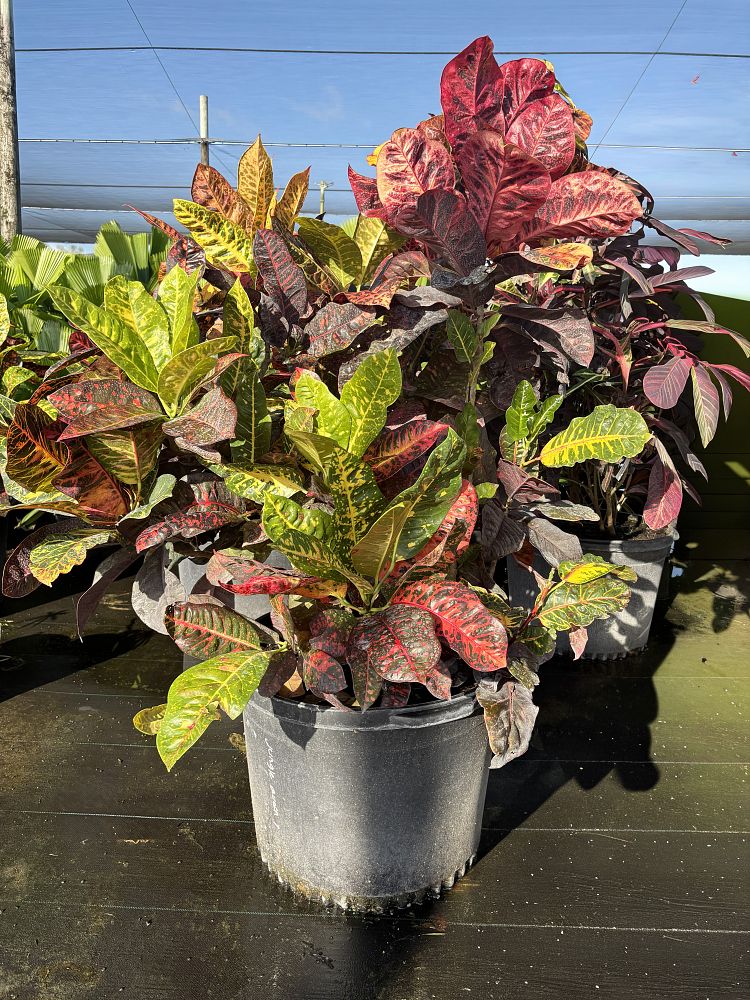 codiaeum-variegatum-croton