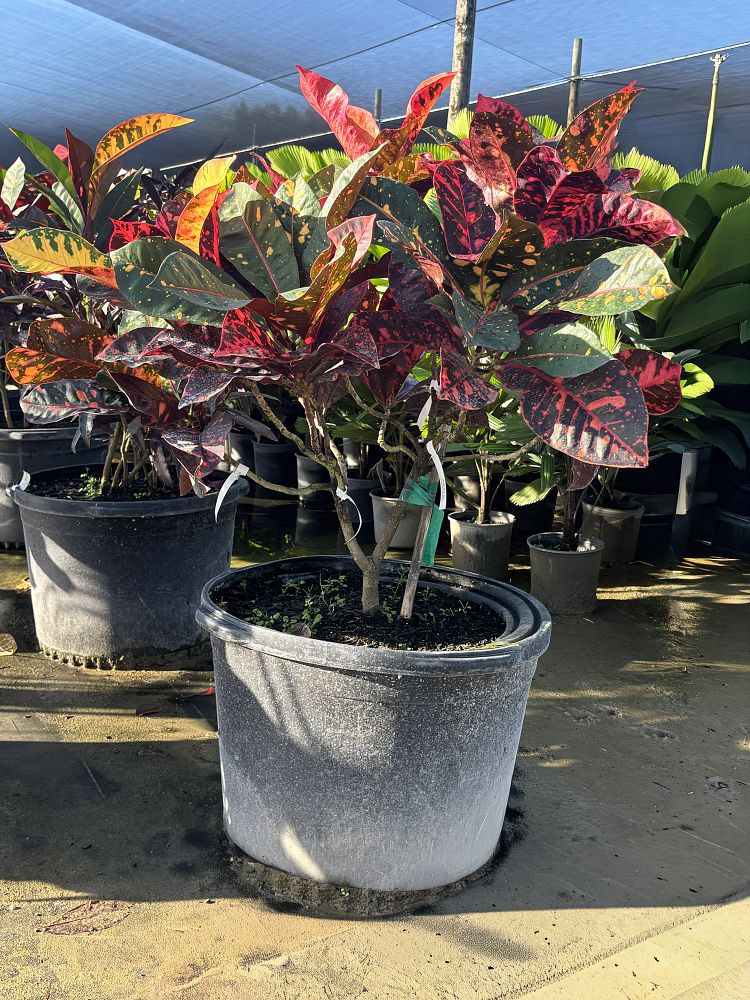 codiaeum-variegatum-croton