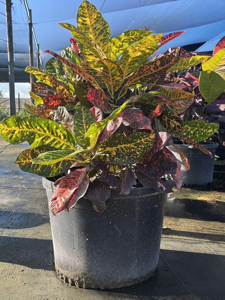 codiaeum-variegatum-croton