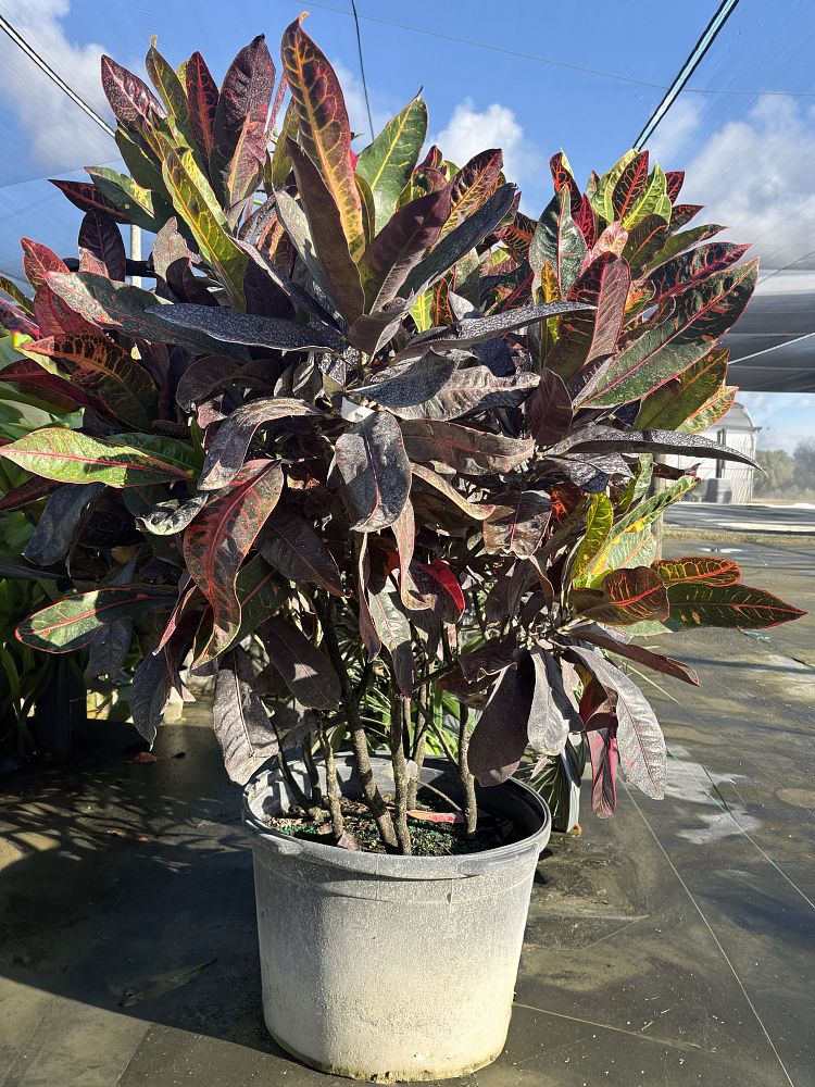 codiaeum-variegatum-croton