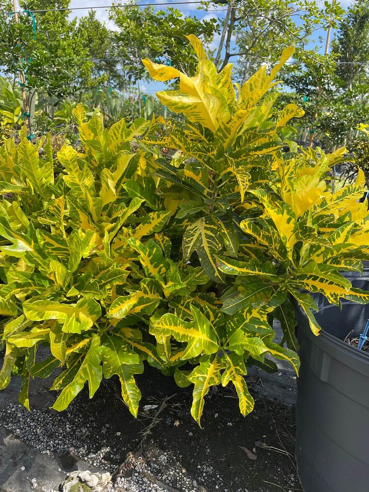 codiaeum-variegatum-croton