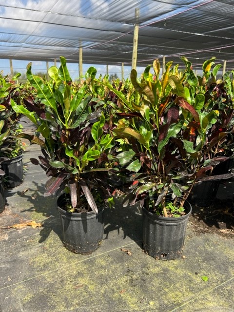 codiaeum-variegatum-croton