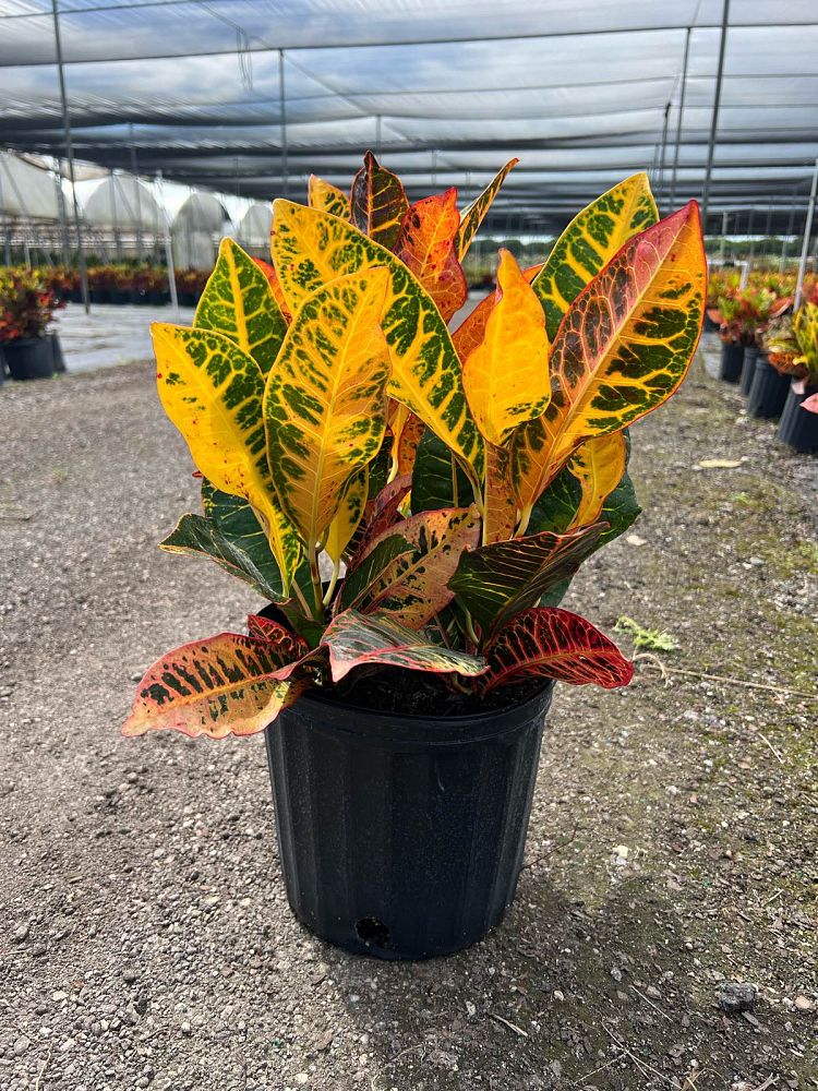 codiaeum-variegatum-croton