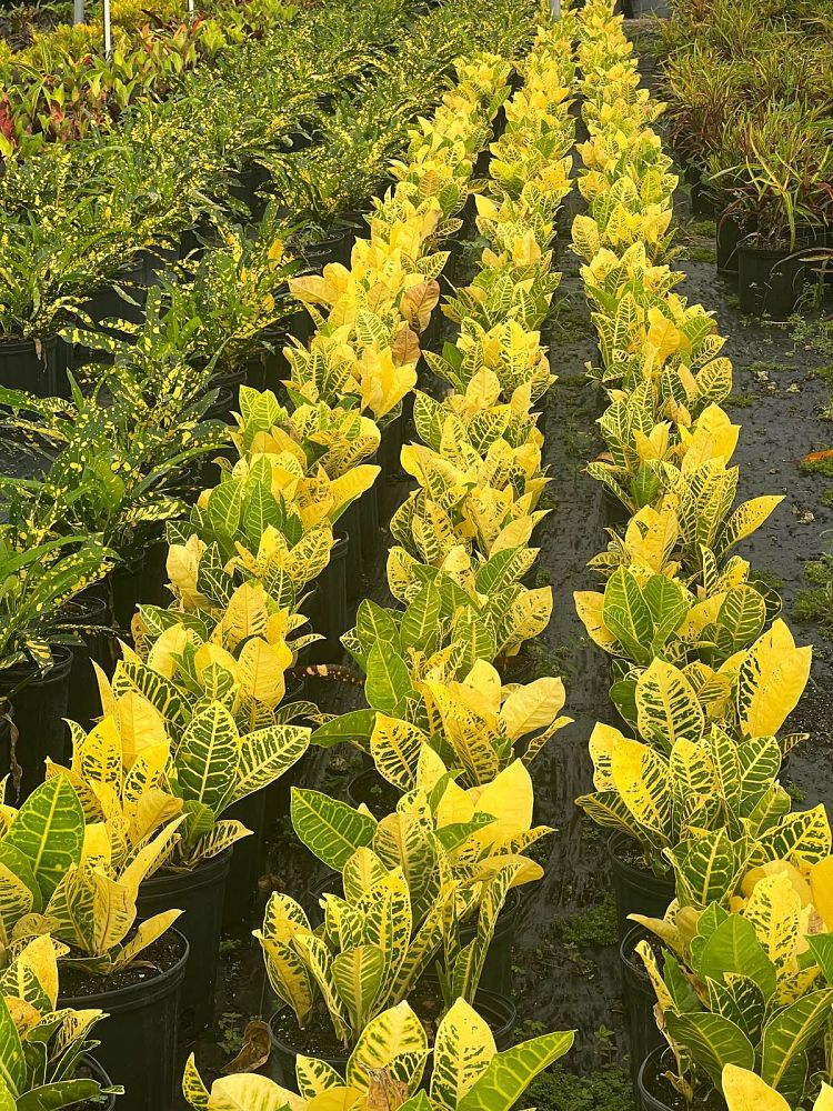 codiaeum-variegatum-croton