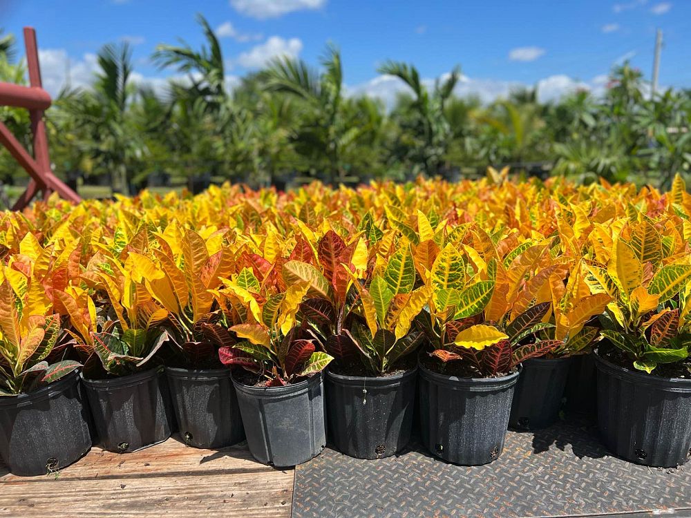 codiaeum-variegatum-croton