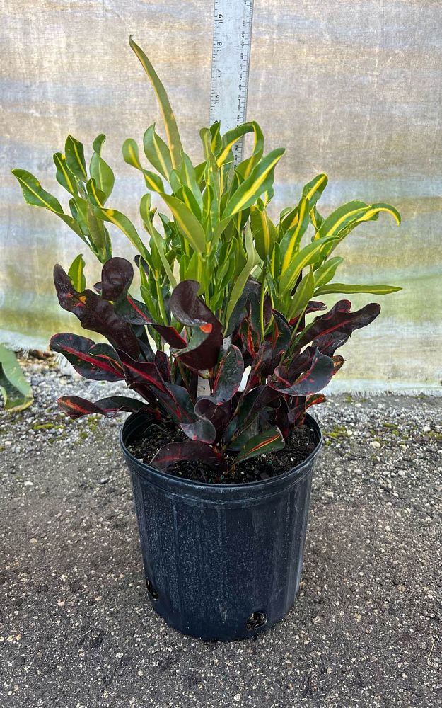 codiaeum-variegatum-croton