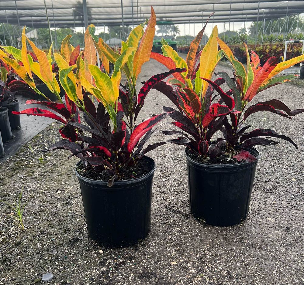 codiaeum-variegatum-croton