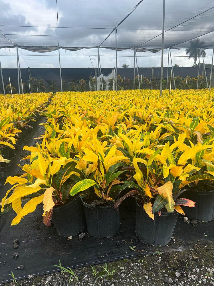 codiaeum-variegatum-croton