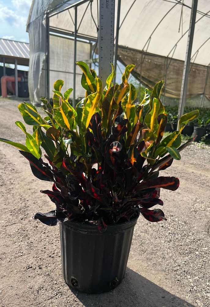 codiaeum-variegatum-croton