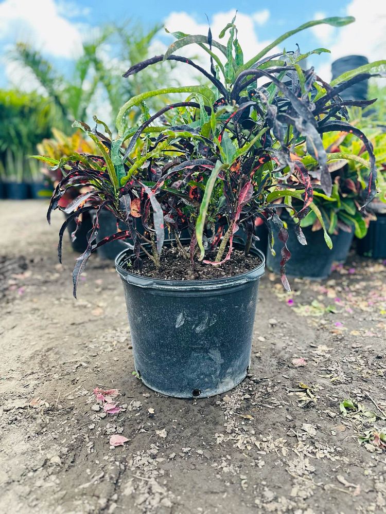 codiaeum-variegatum-croton