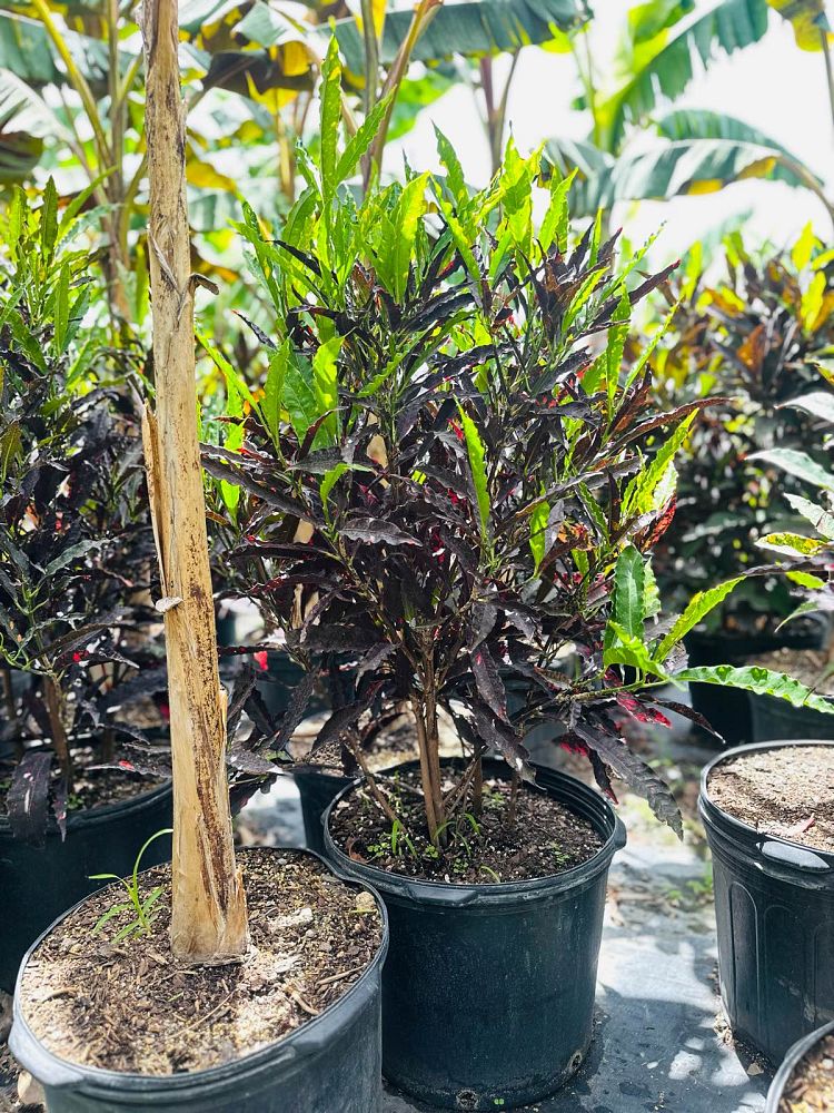 codiaeum-variegatum-croton