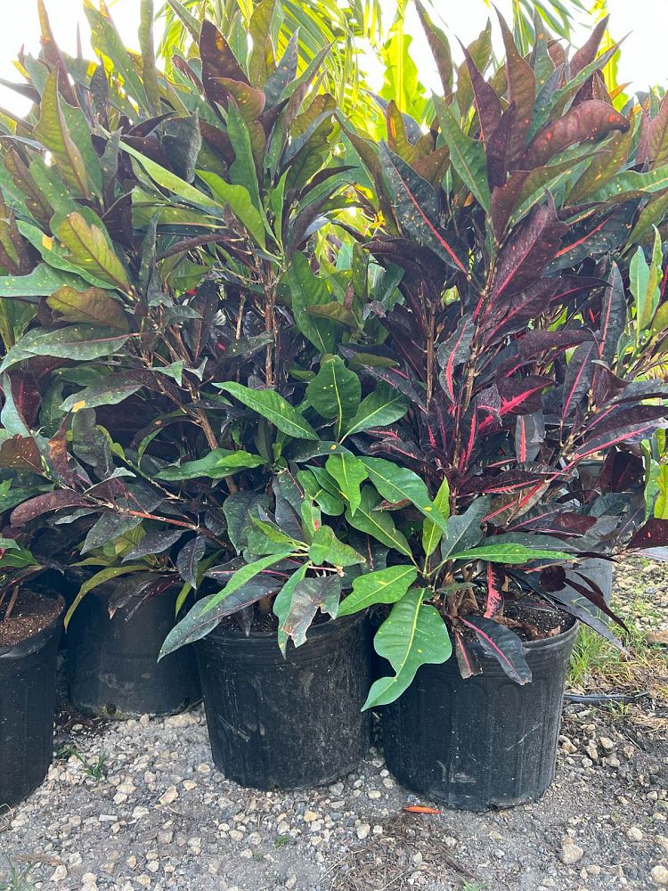 codiaeum-variegatum-croton