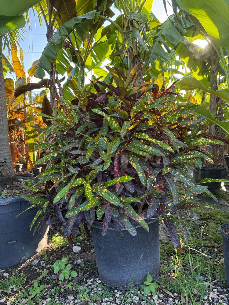 codiaeum-variegatum-croton