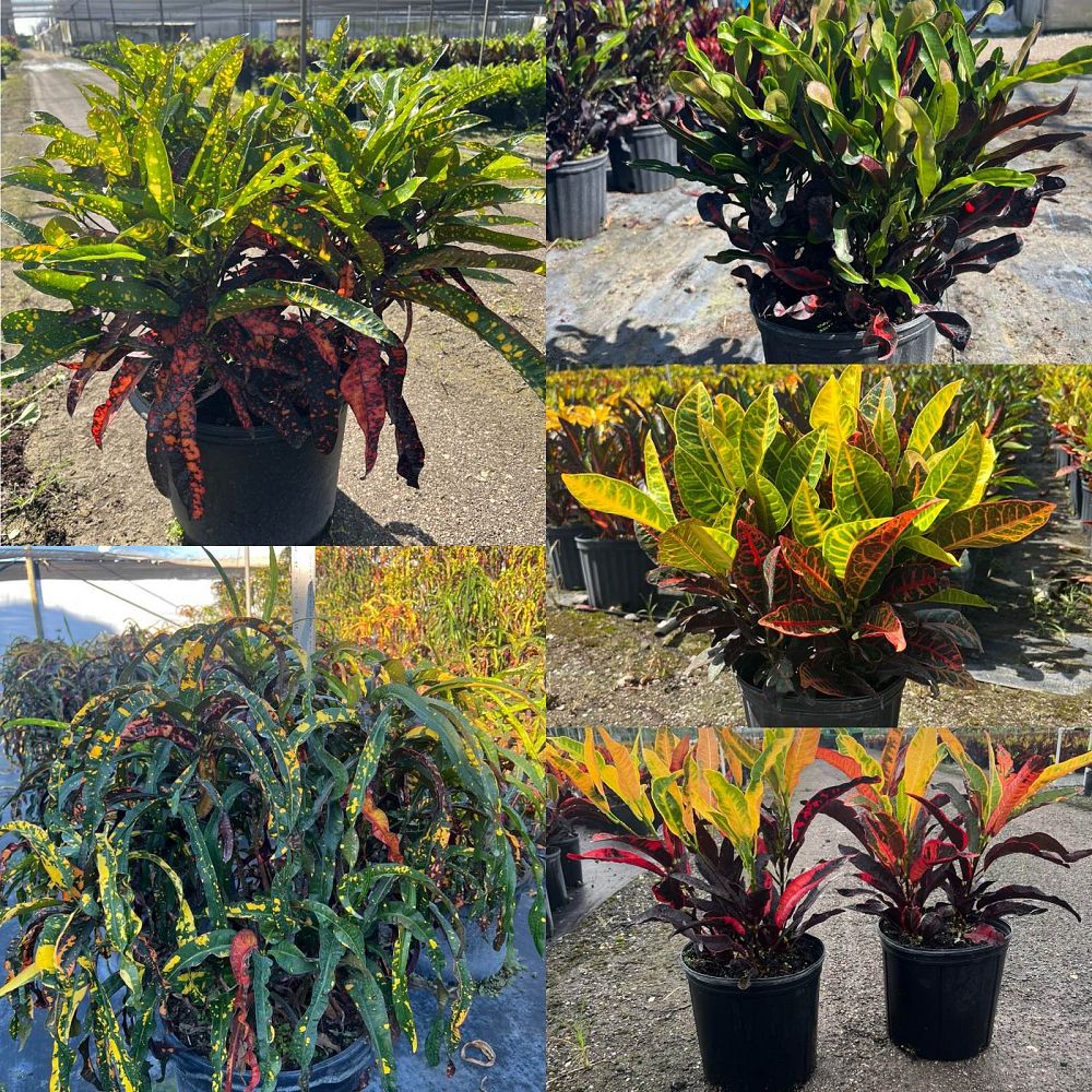codiaeum-variegatum-croton