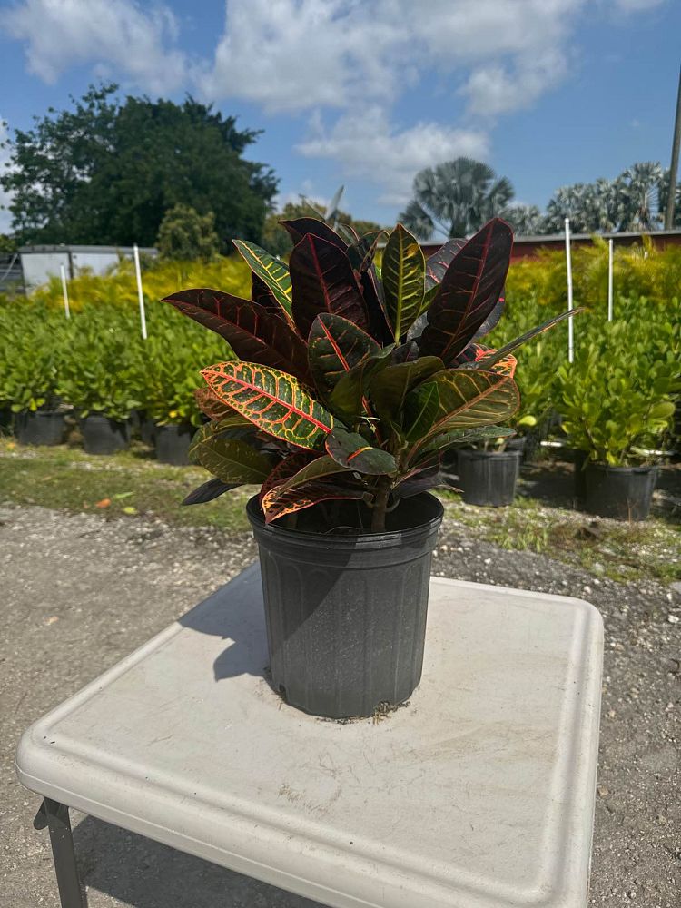 codiaeum-variegatum-croton