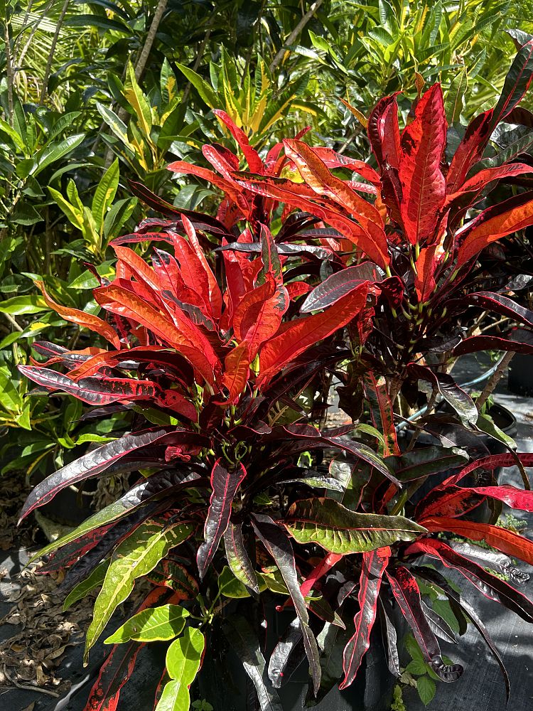 codiaeum-variegatum-croton