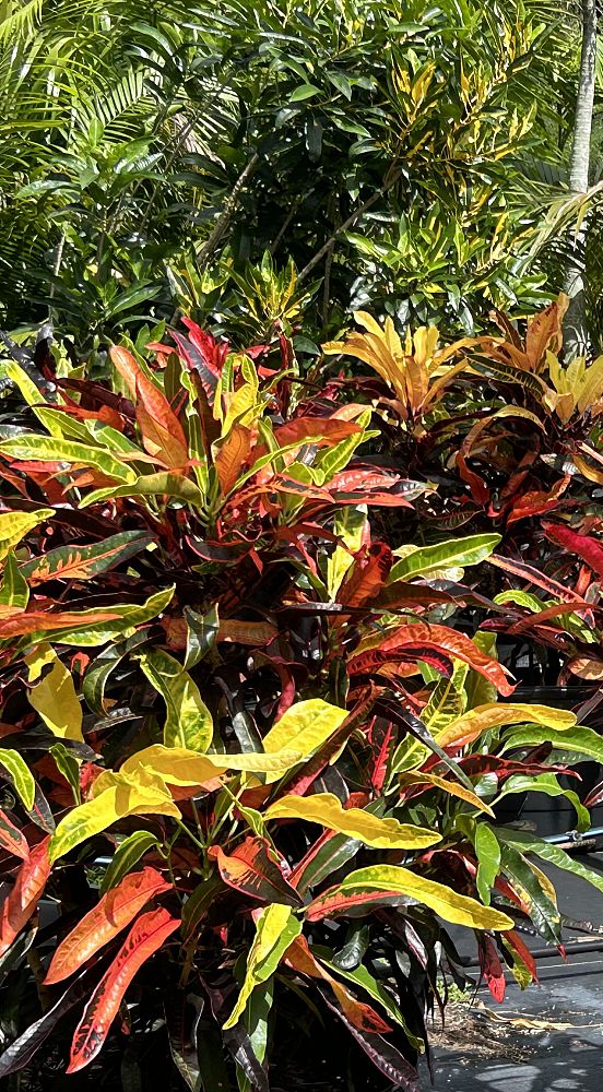 codiaeum-variegatum-croton
