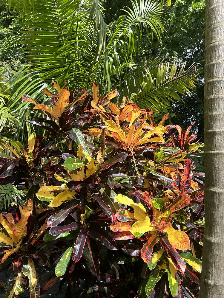 codiaeum-variegatum-croton