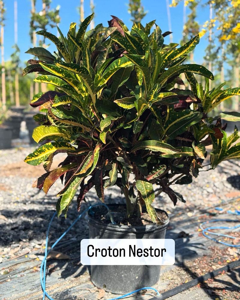 codiaeum-variegatum-croton