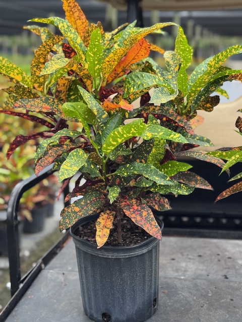 codiaeum-variegatum-croton