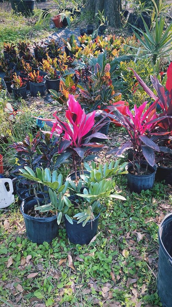 codiaeum-variegatum-croton