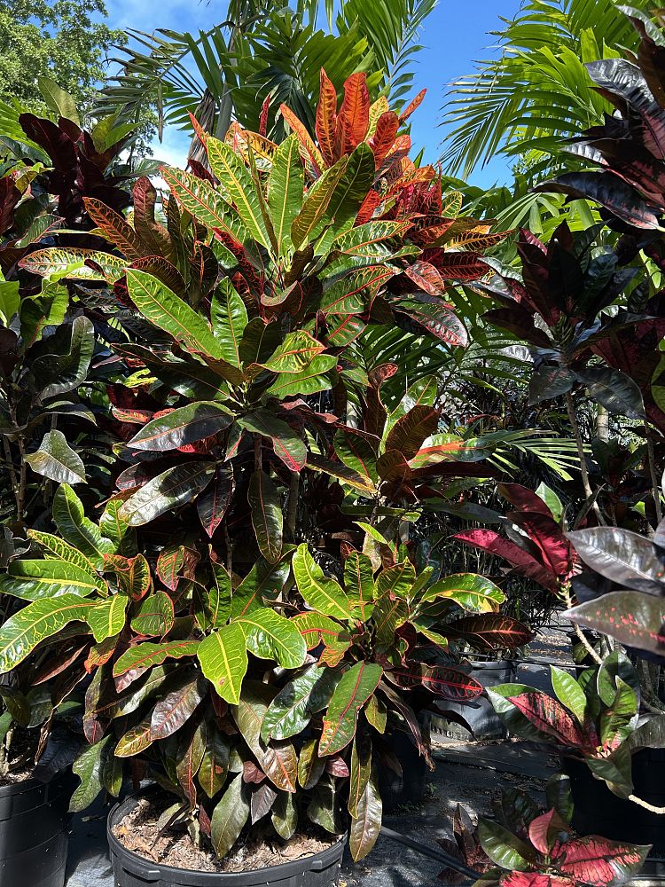 codiaeum-variegatum-croton